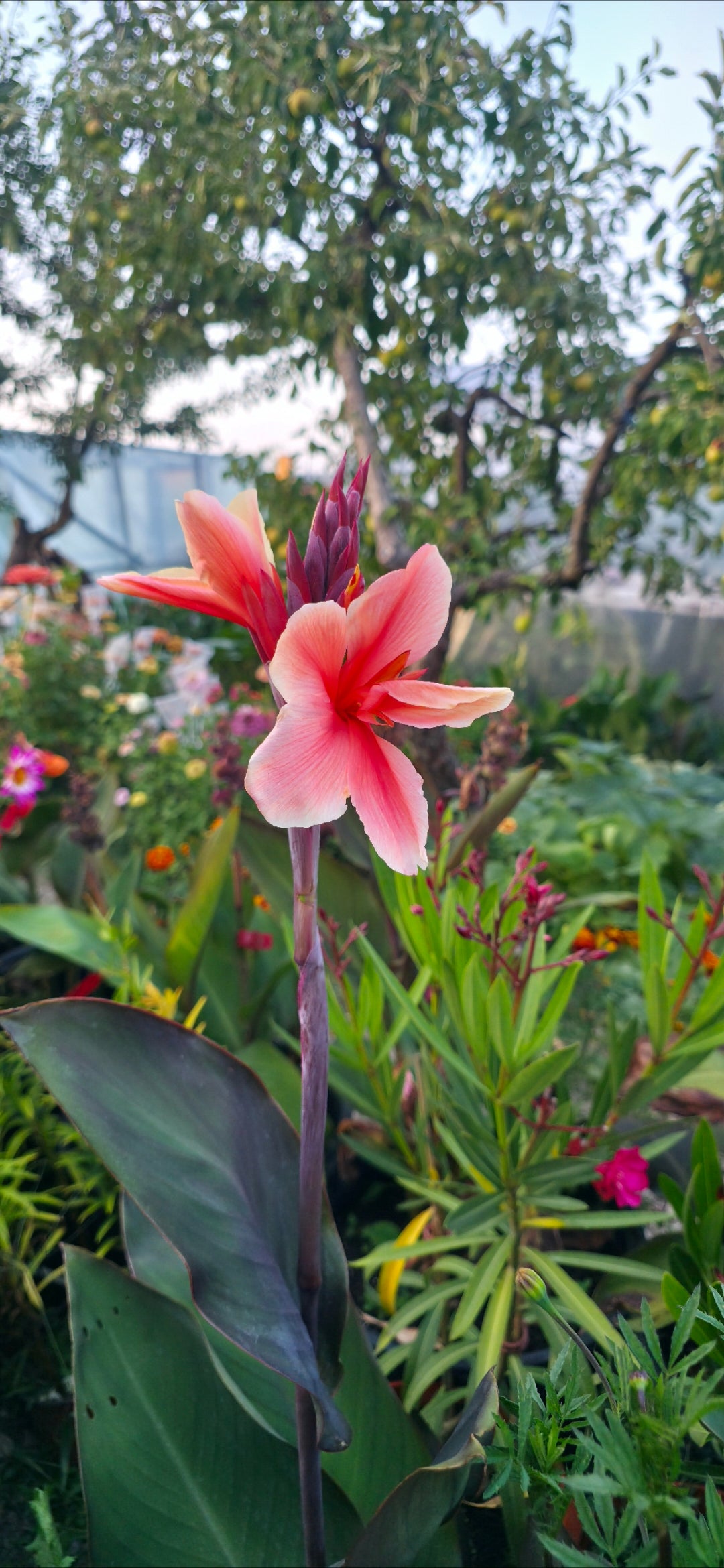 Canna 'Emilia'