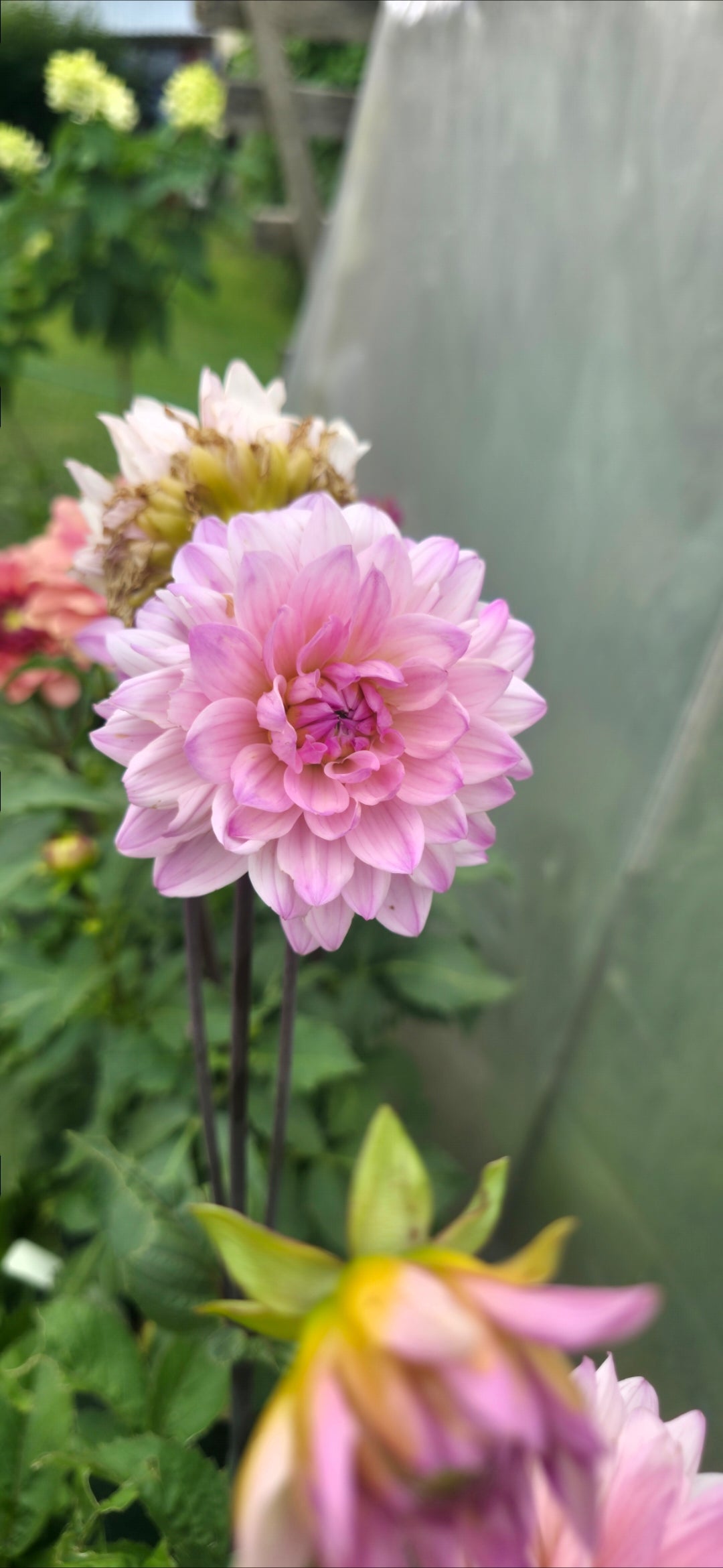 Dahlia 'Karma Prospero' - tuber