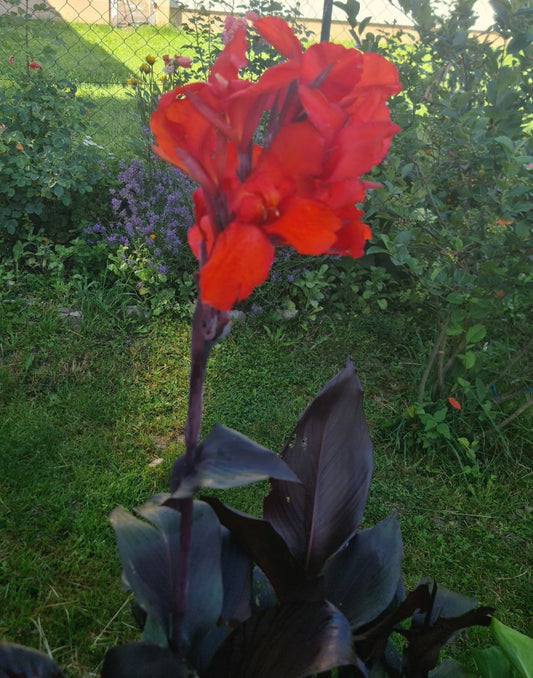 Canna 'Australia'