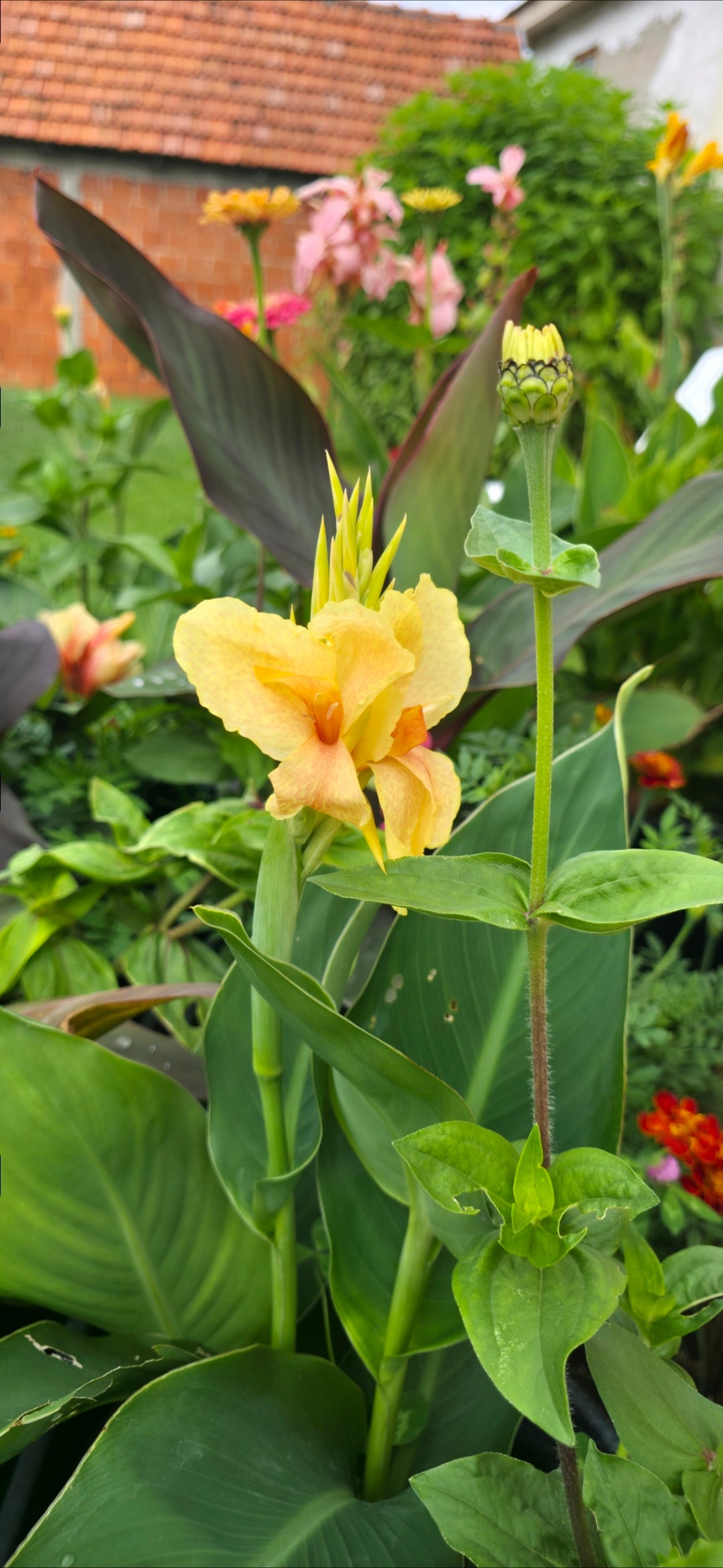 Canna 'Chou Chou'