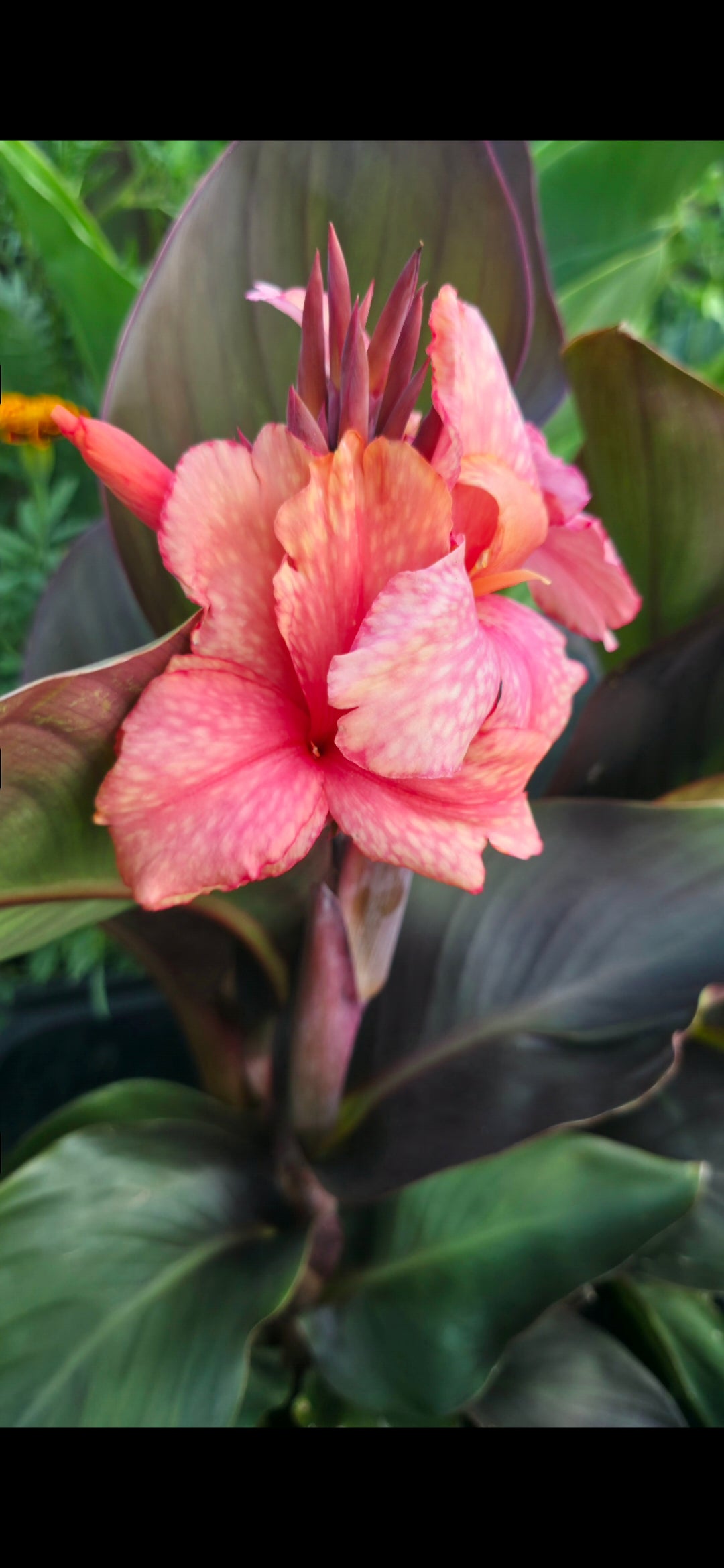 Canna 'Chopin'