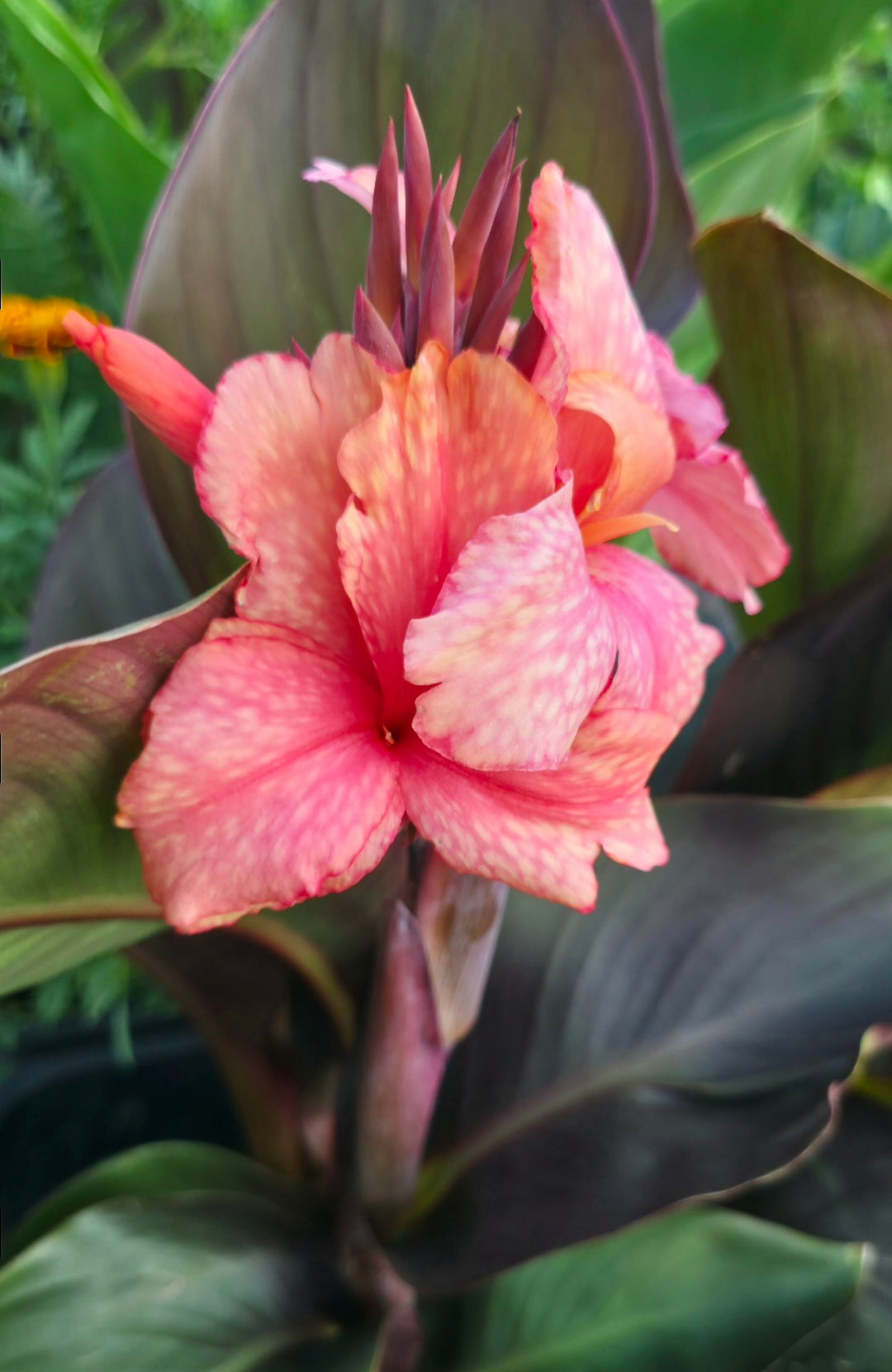 Canna 'Chopin'