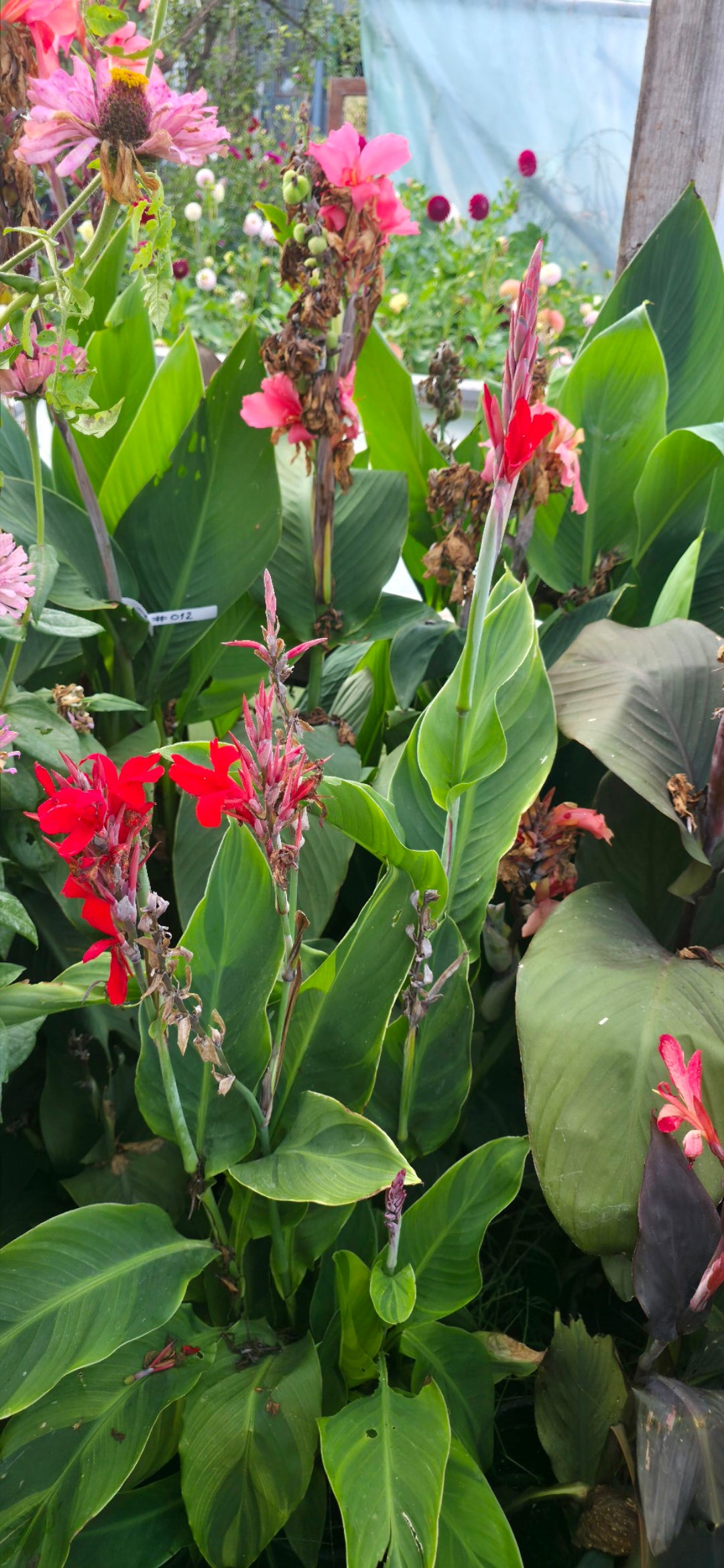Canna 'Tornado'