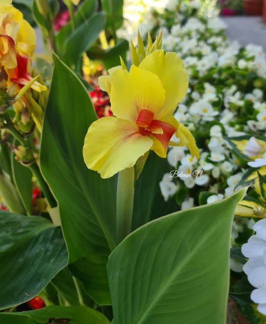Canna 'Rosalinda'