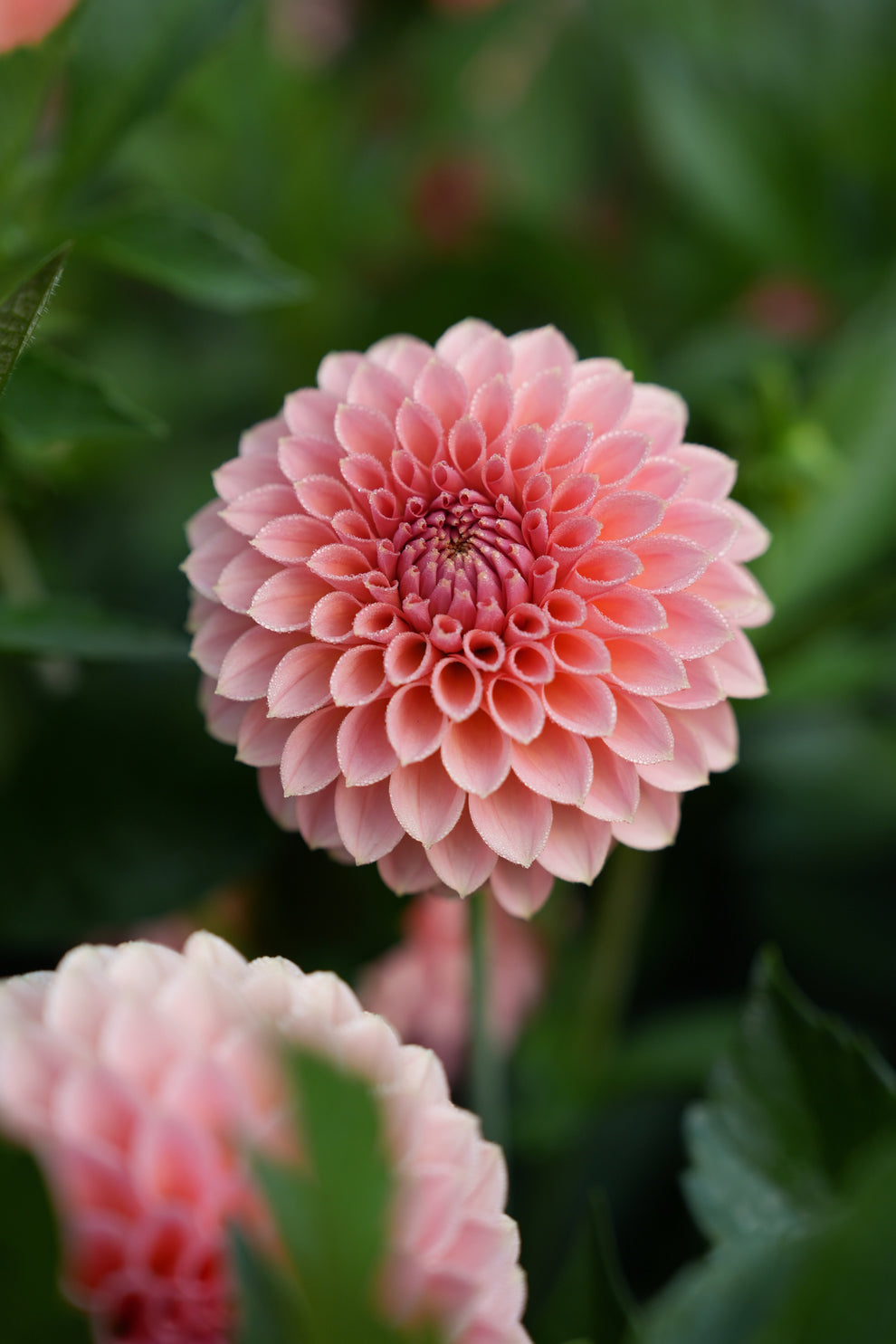 Dahlia 'RM Lure' - rooted cutting