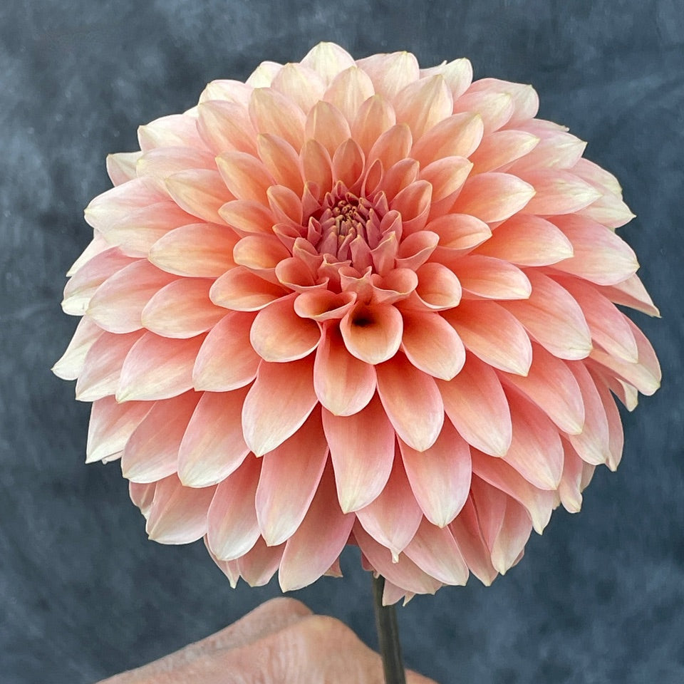 Dahlia 'KA’s® Whisper' - rooted cutting