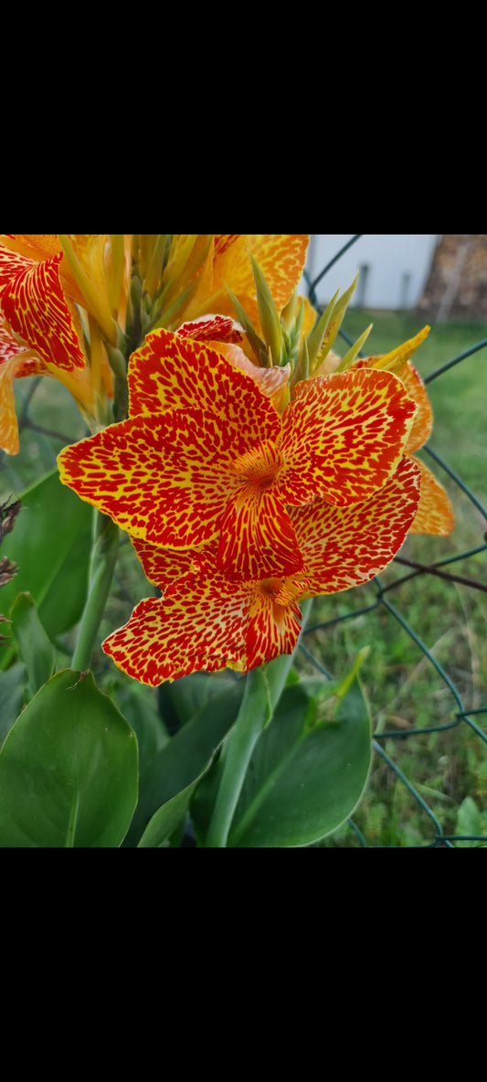Canna 'Maui Punch'