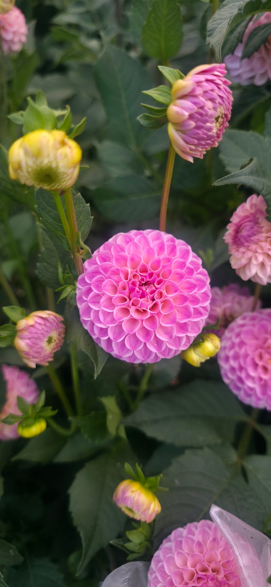 Dahlia 'Odyssey' - rooted cutting
