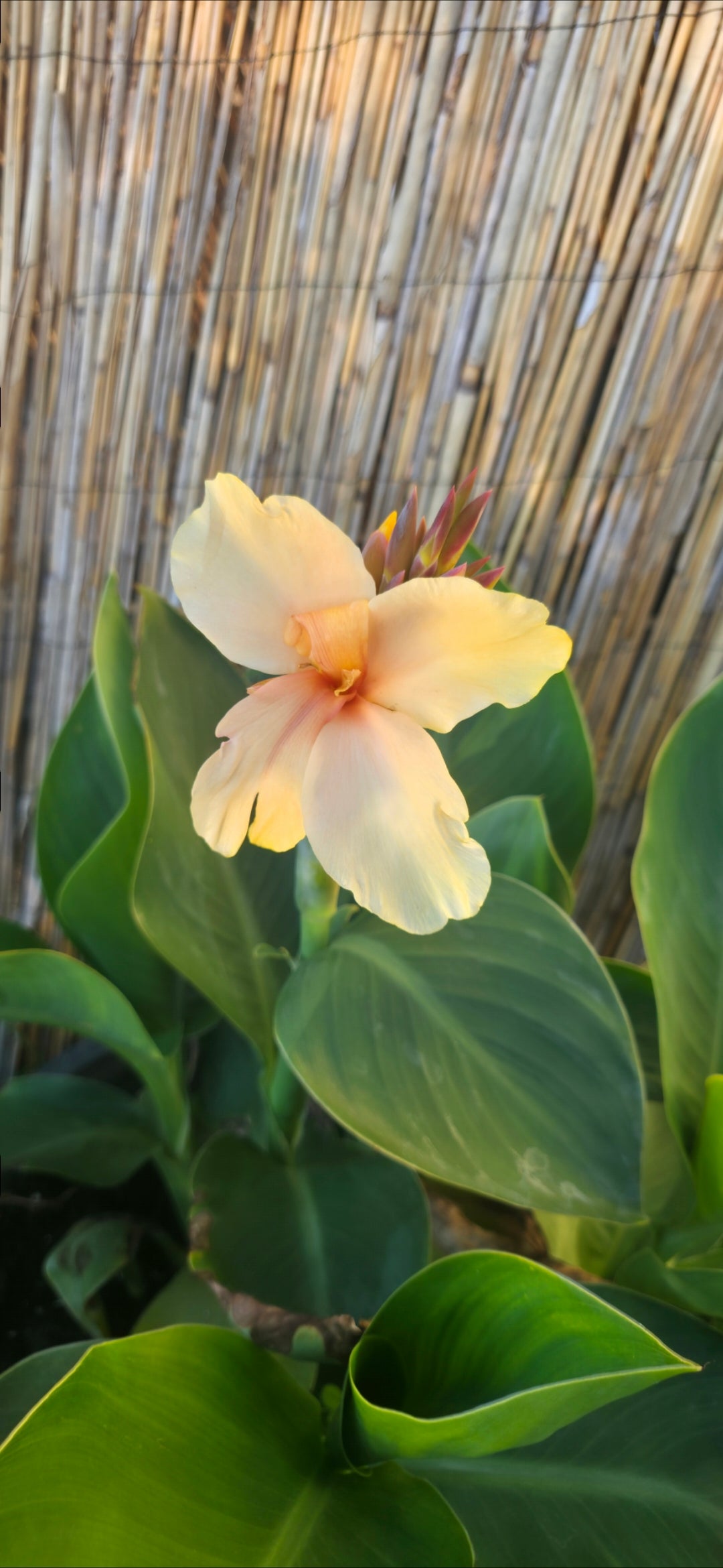 Canna 'Princess Di'