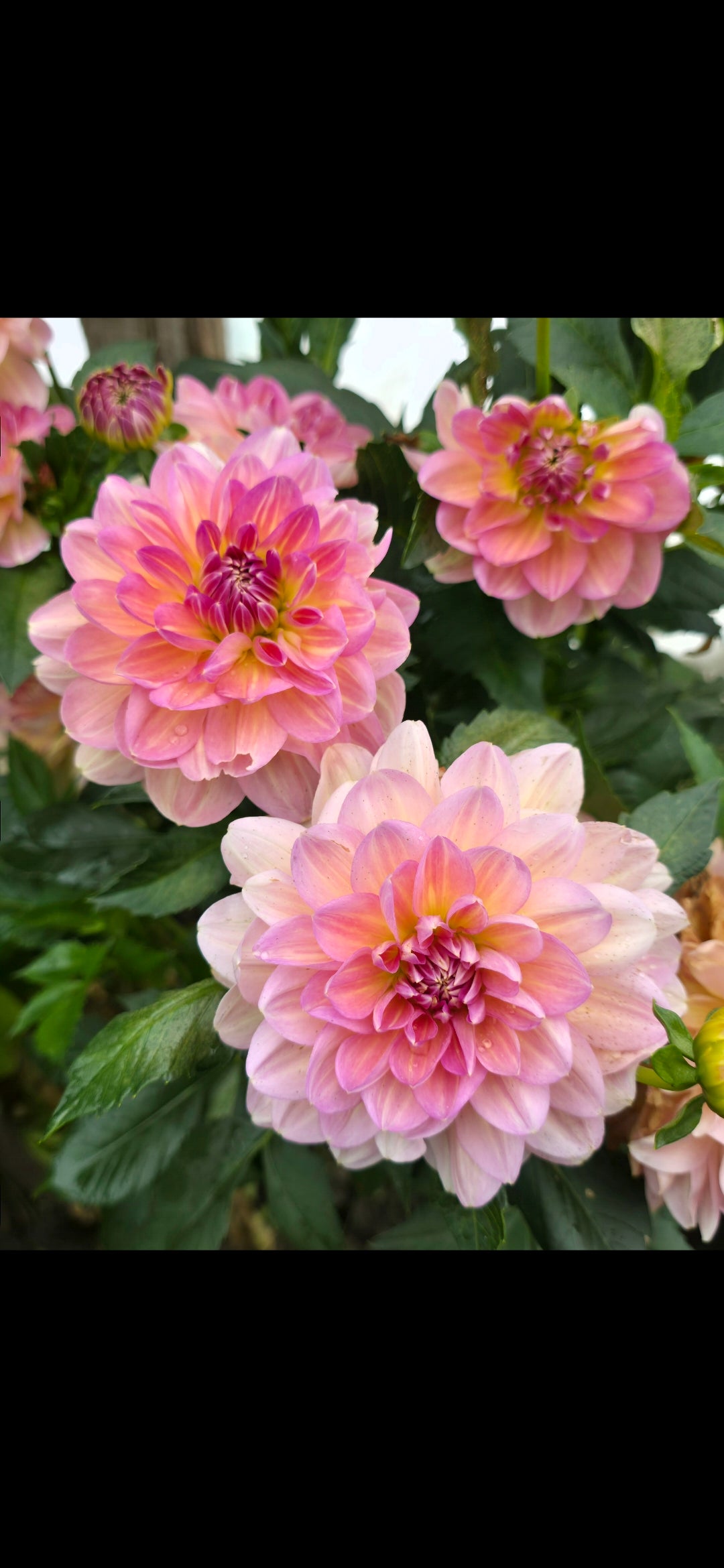 Dahlia 'Hapet Old Charm' - rooted cutting