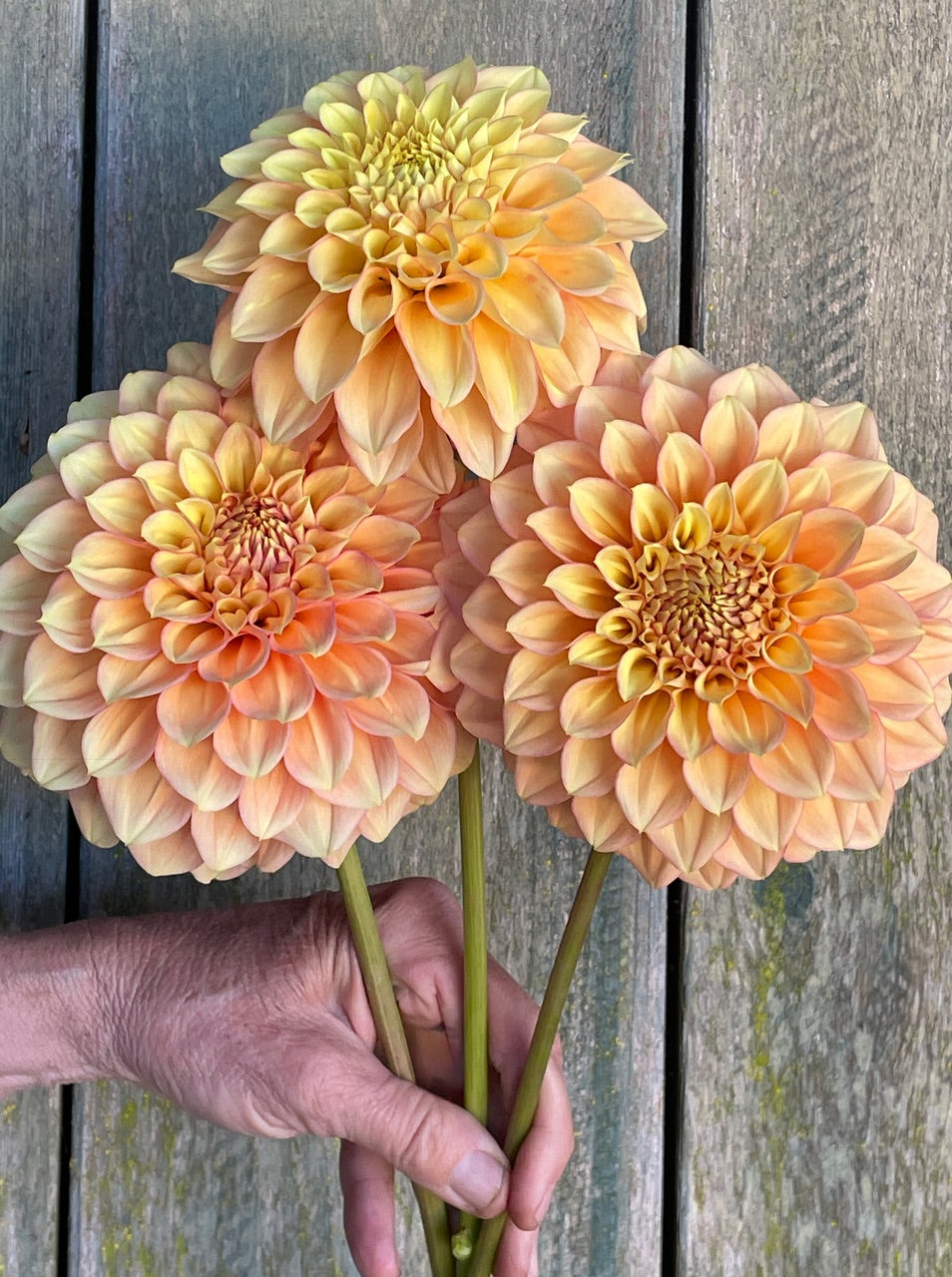Dahlia 'KA’s® Aloha' - rooted cutting