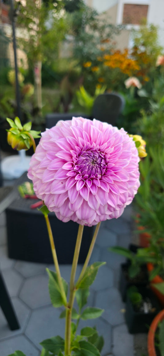 Dahlia 'Bracken Sequel'