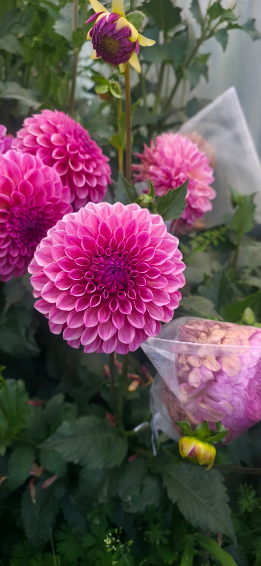 Dahlia 'RM Berry Kiss' - rooted cutting