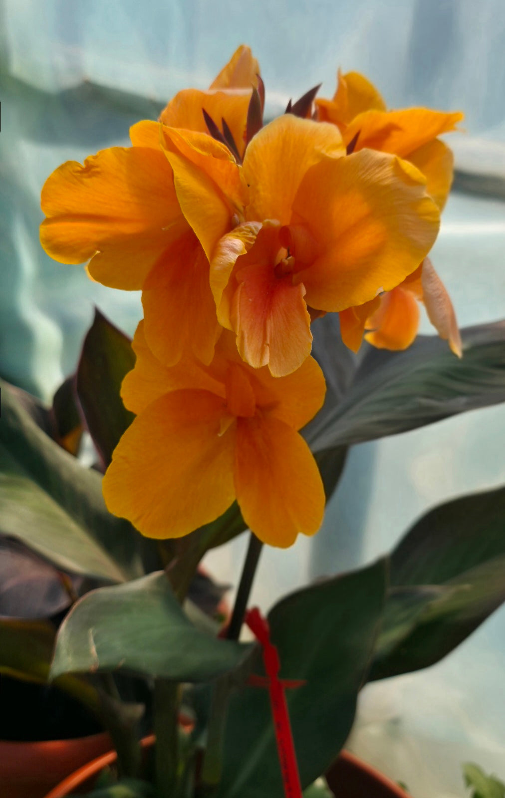 Canna 'JD Cabos'