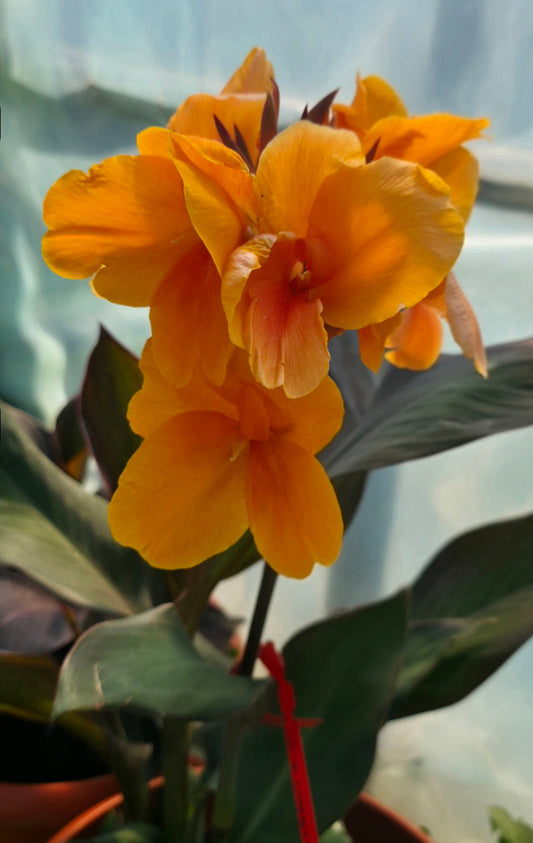 Canna 'JD Cabos'