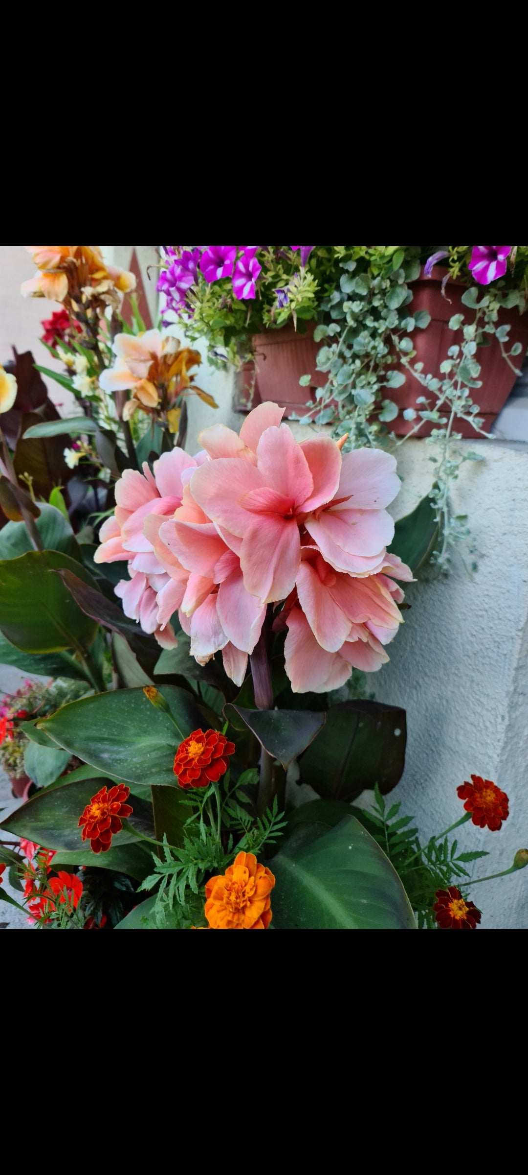 Canna 'Lady Hanna'