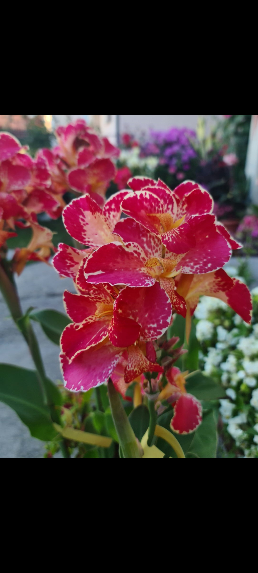 Canna 'Bella'