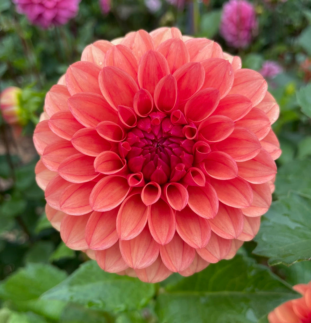 Dahlia 'KA’s® Blood Orange' - rooted cutting