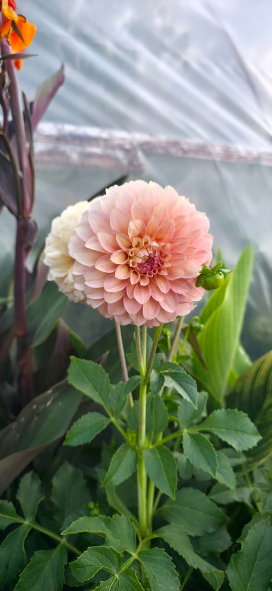 Dahlia 'Coorabell Jessie' - rooted cutting