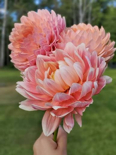 Dahlia 'Swemany Water Rose' - rooted cutting