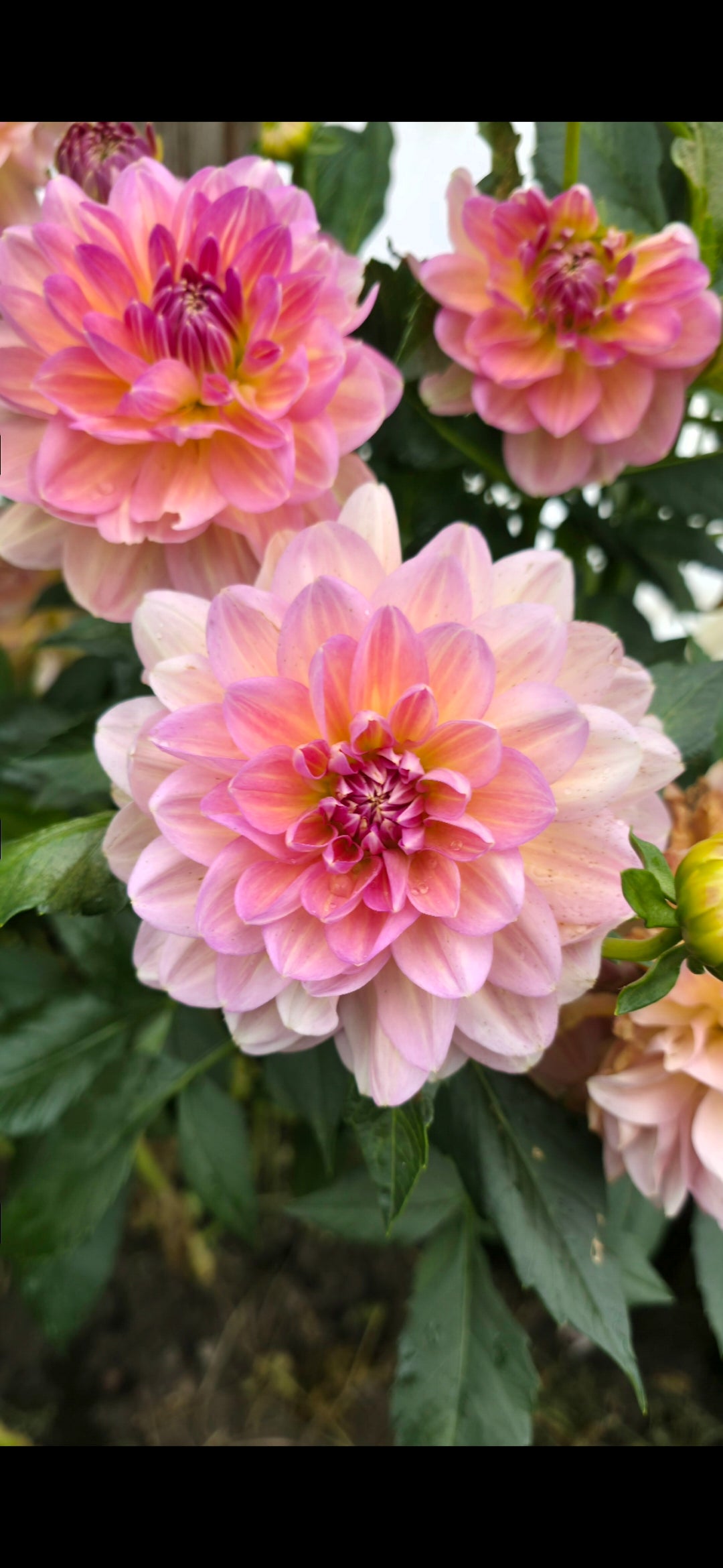 Dahlia 'Hapet Old Charm' - rooted cutting