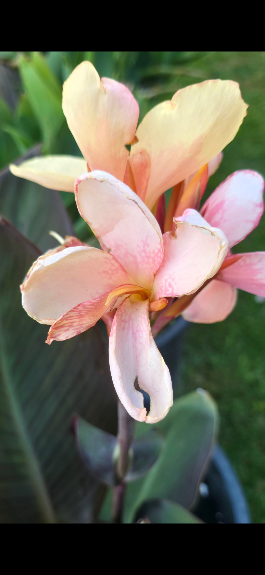 Canna 'Helena'