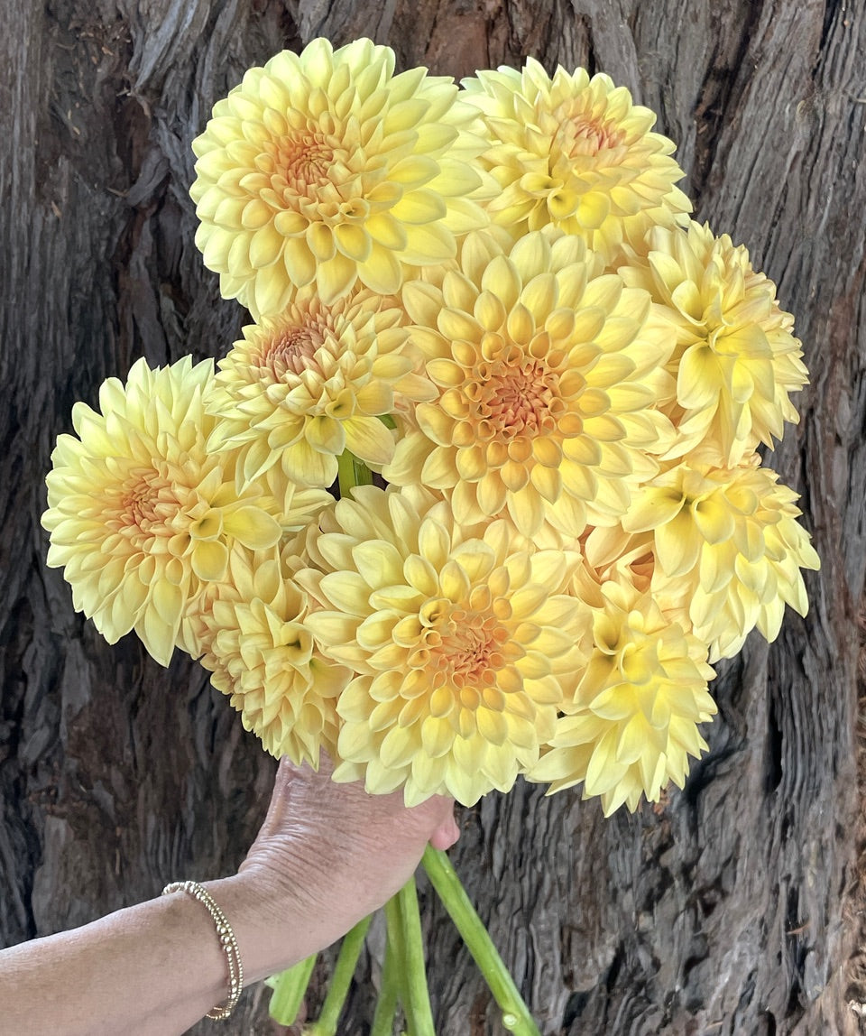 Dahlia 'KA’s® Apricot Kiss' - rooted cutting