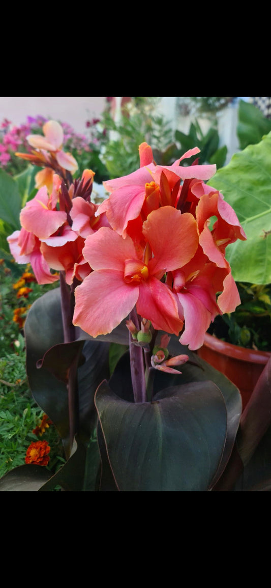 Canna 'Zoya'