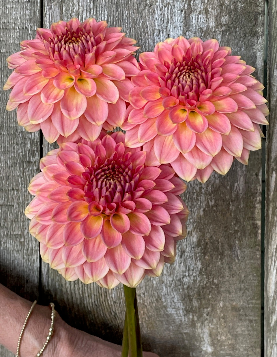 Dahlia 'KA’s® Morning's Dew' - rooted cutting