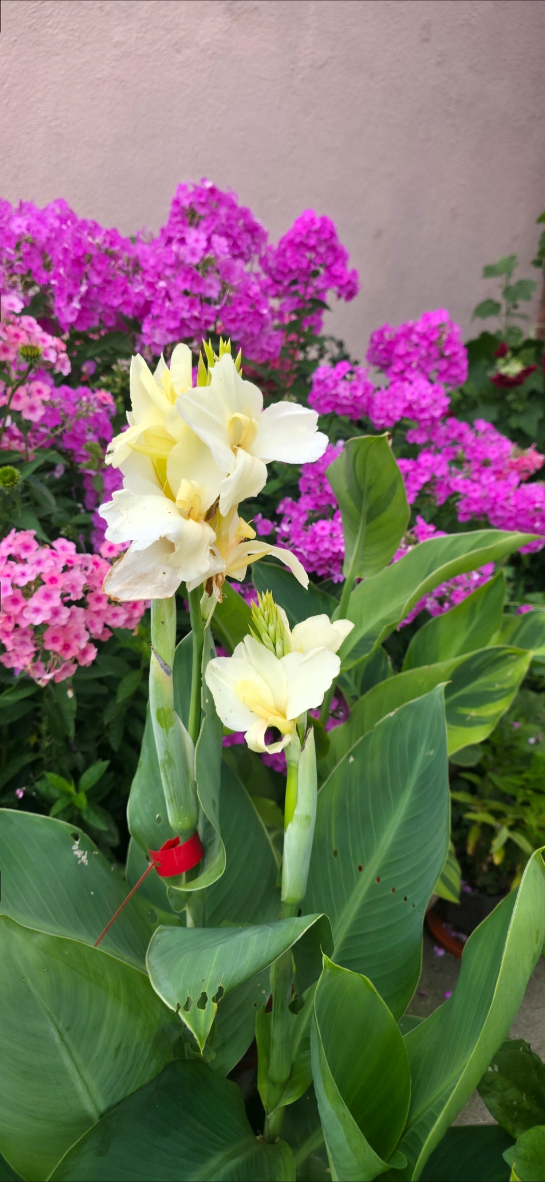 Canna 'Ermine'