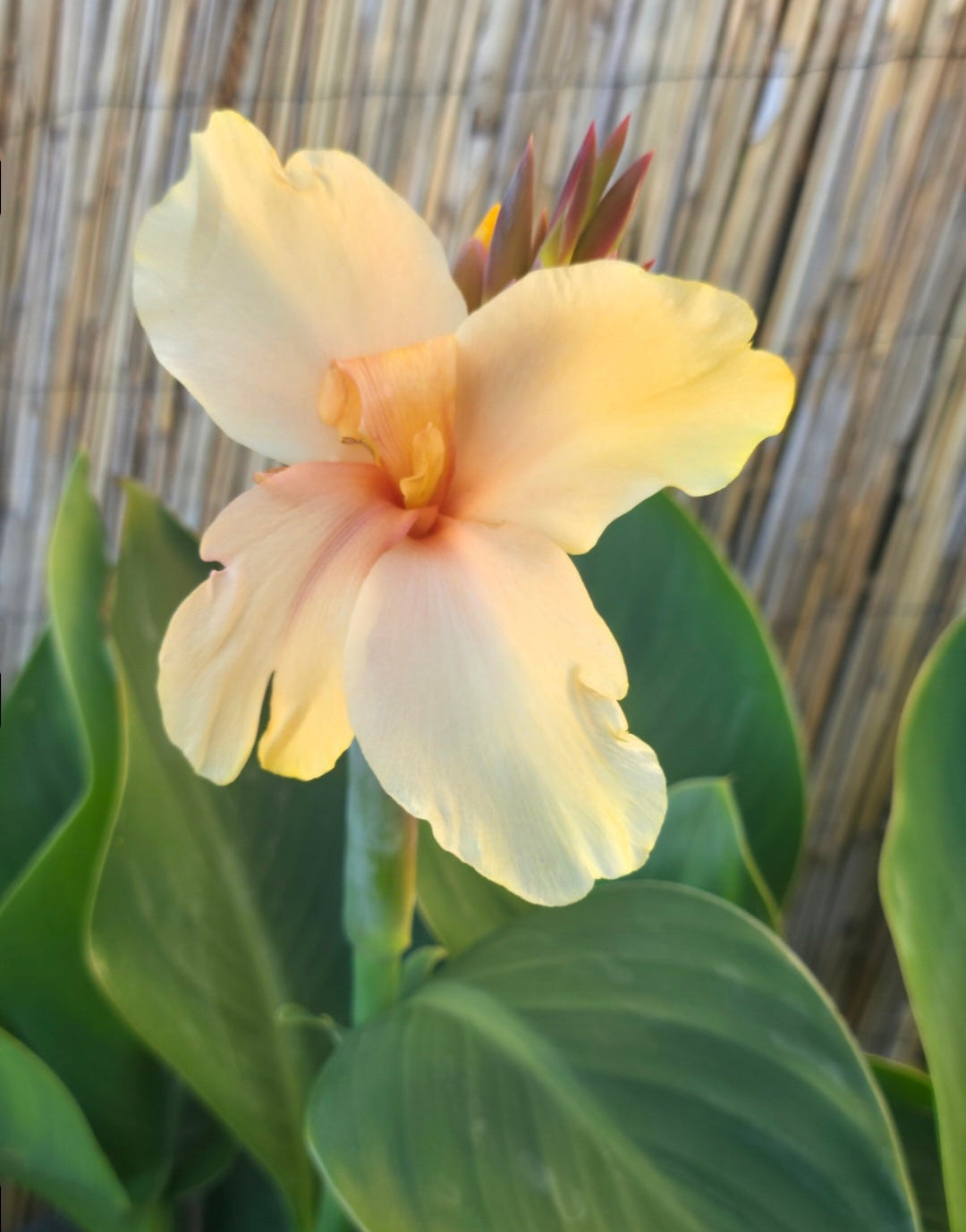 Canna 'Princess Di'