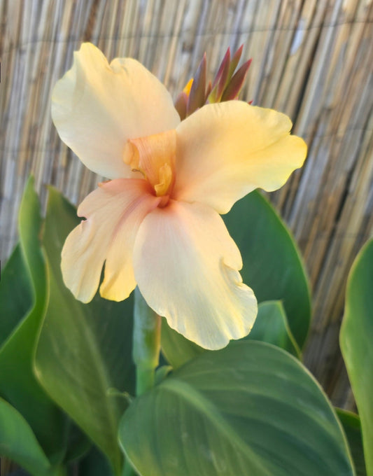 Canna 'Princess Di'