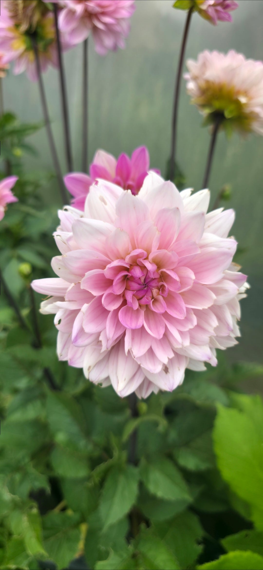 Dahlia 'Karma Prospero' - tuber