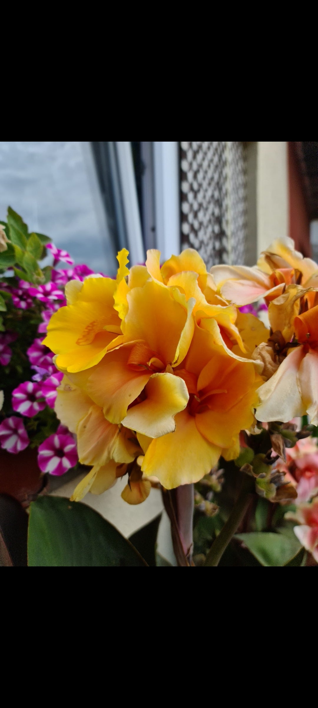 Canna 'Golden Orb'