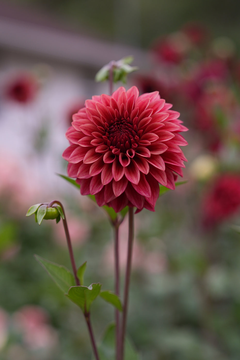 Dahlia 'RM Dragon's Blood' - rooted cutting