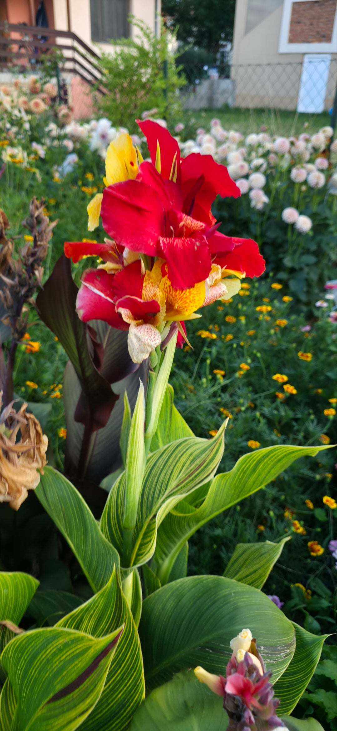 Canna 'Cleopatra tiger'