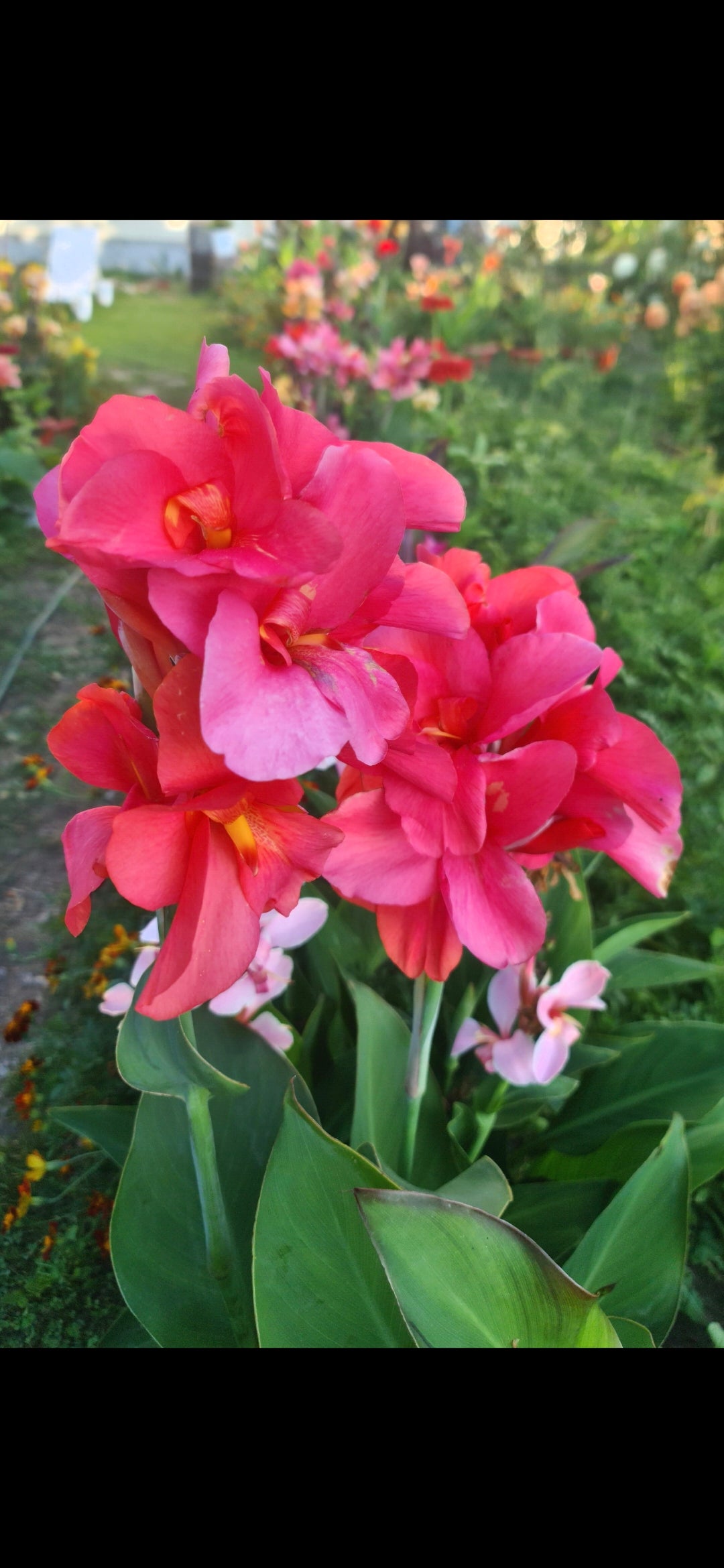 Canna 'Miss Oklahoma'