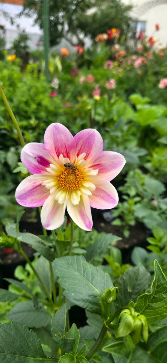 Dahlia 'Ferncliff Dolly' - rooted cutting