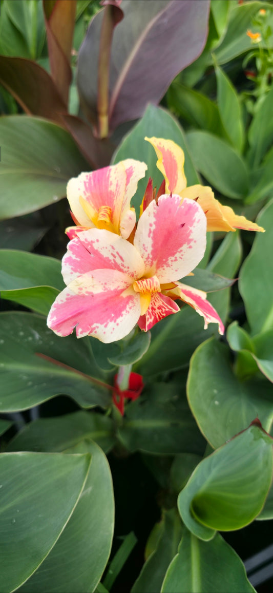 Canna 'BN's Creamy Fantasy'