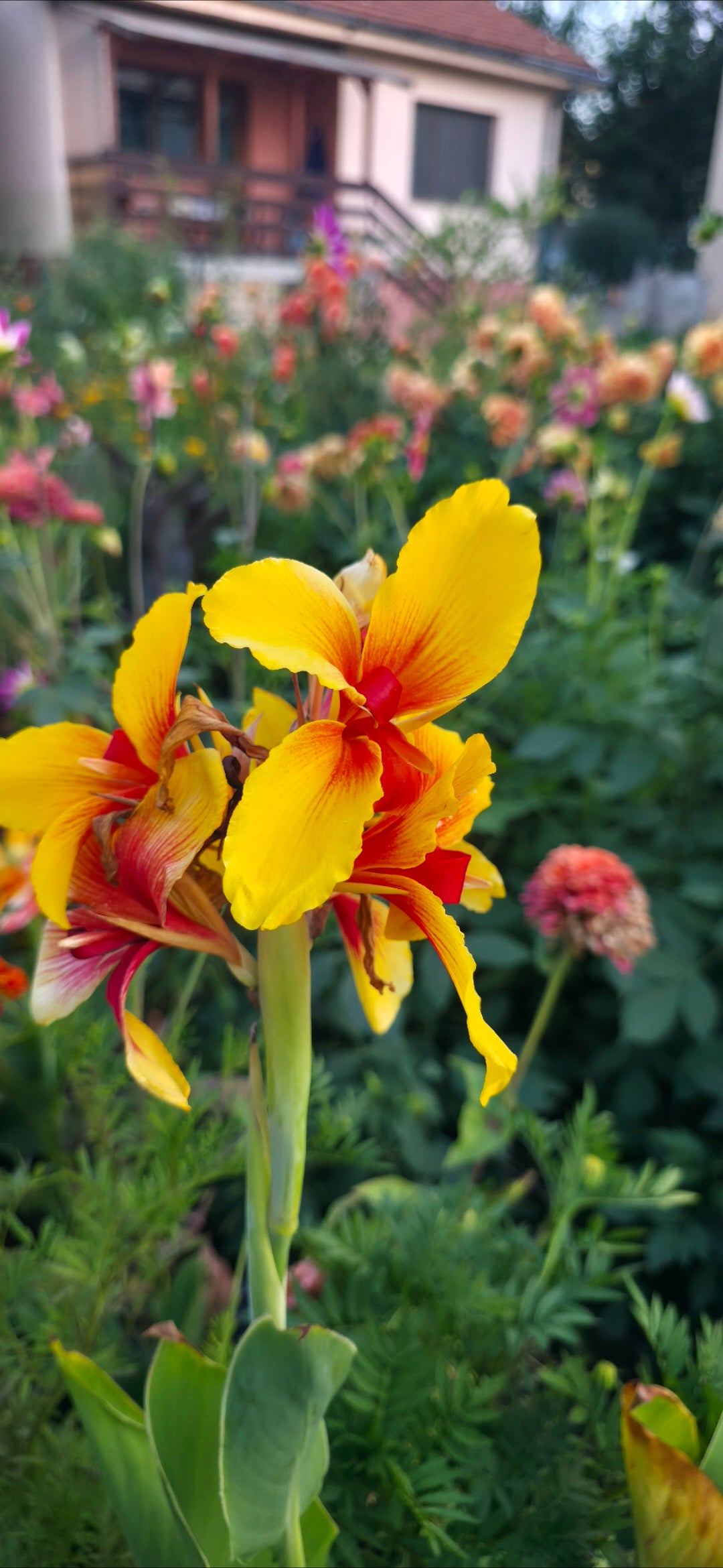 Canna 'Frau Gartenburg'