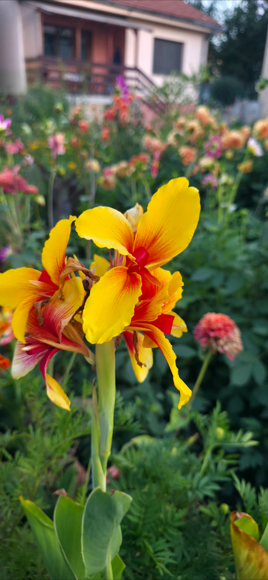Canna 'Frau Gartenburg'