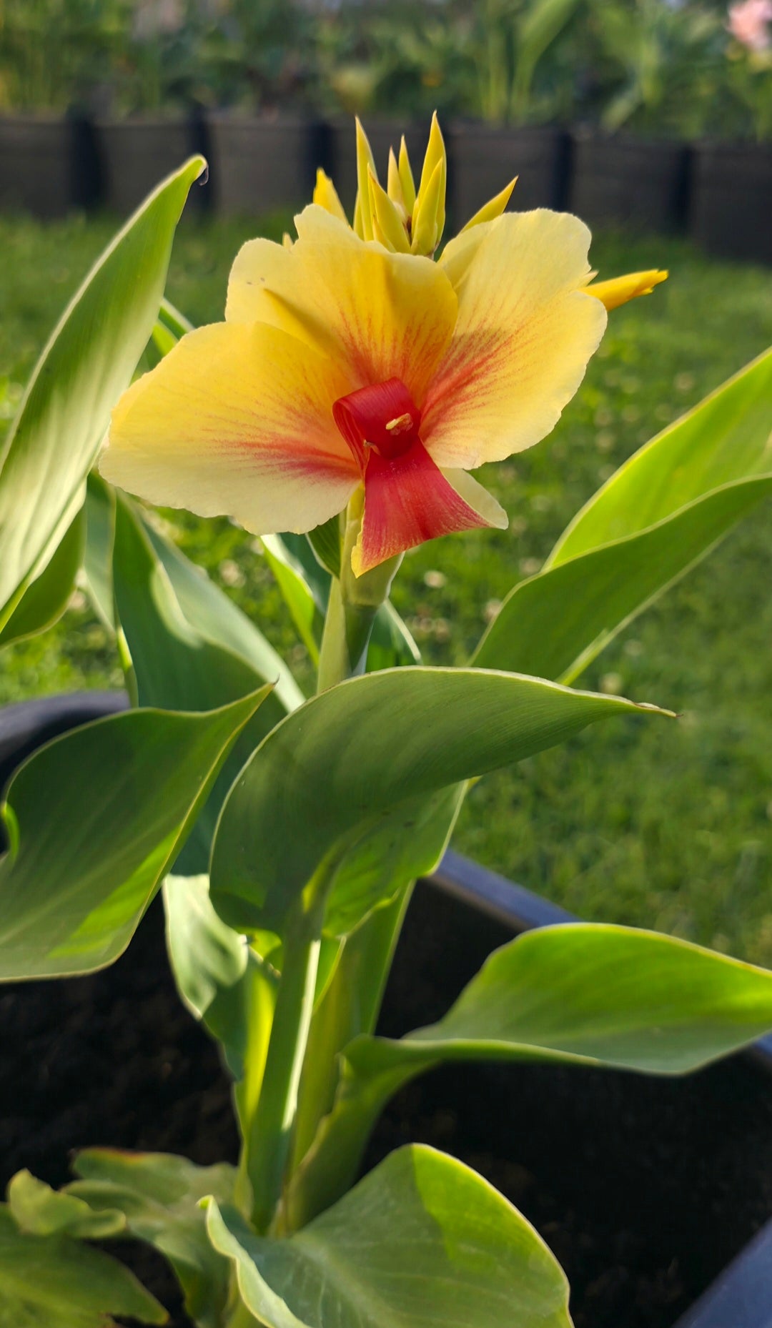 Canna 'Rosalinda'