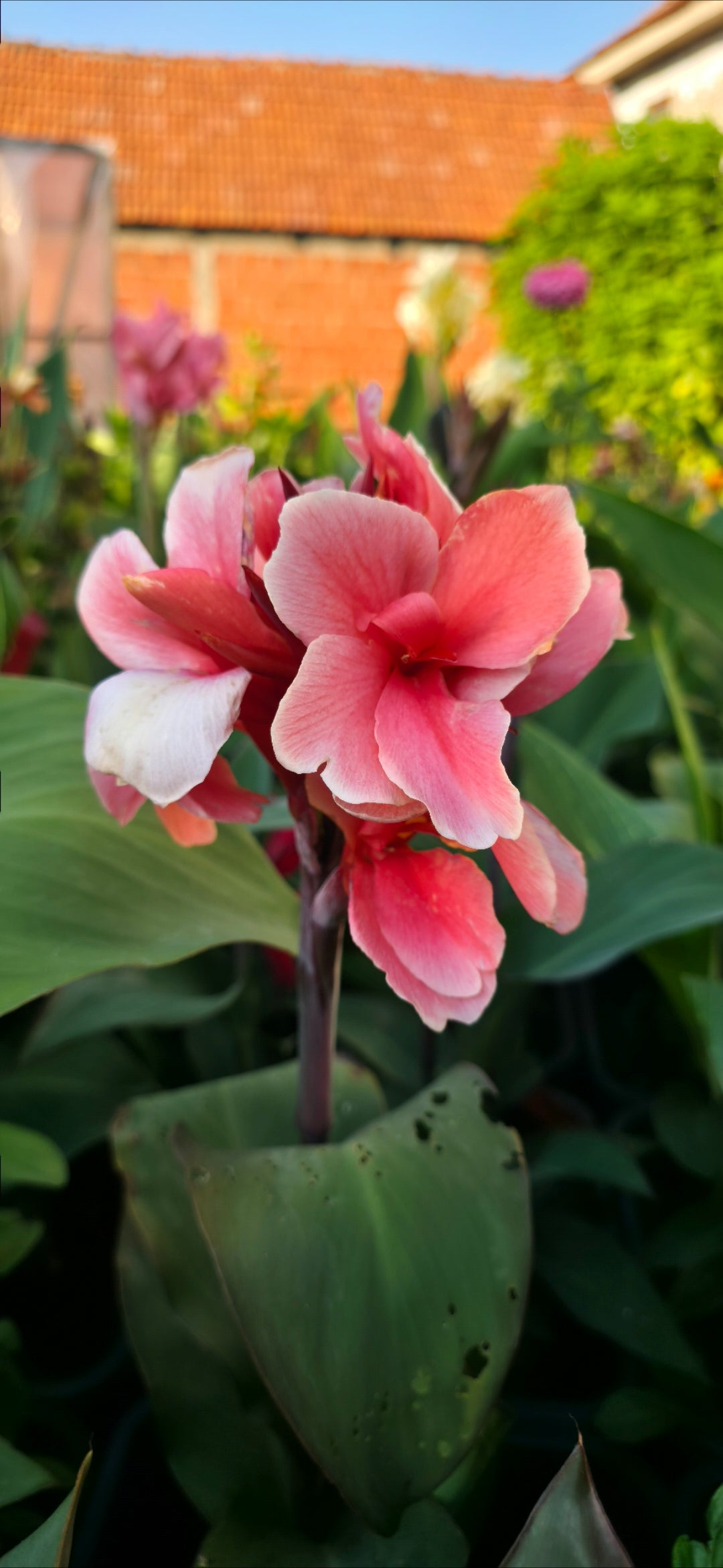 Canna 'Strawberry Delight'