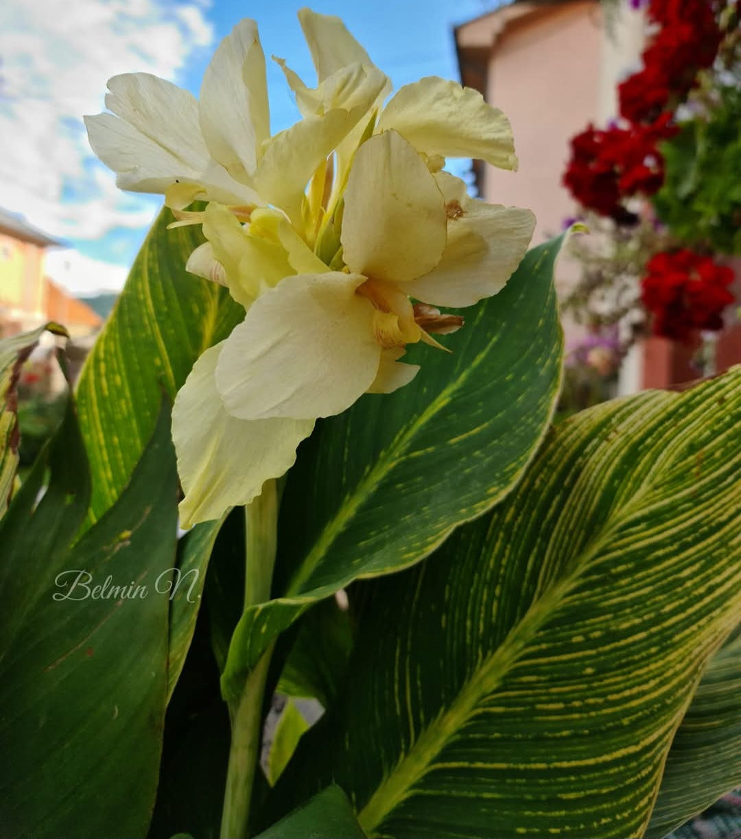 Canna 'White tiger'