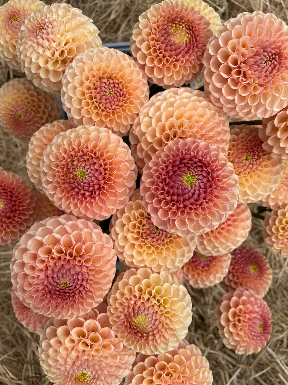 Dahlia 'KA’s® Honeycomb' - rooted cutting