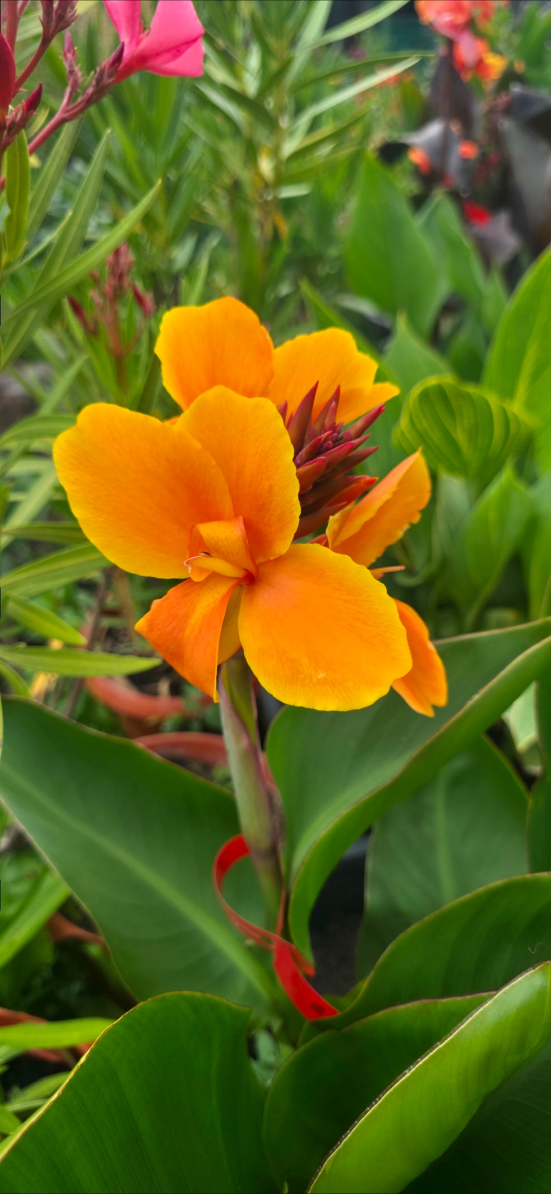 Canna 'Amber'