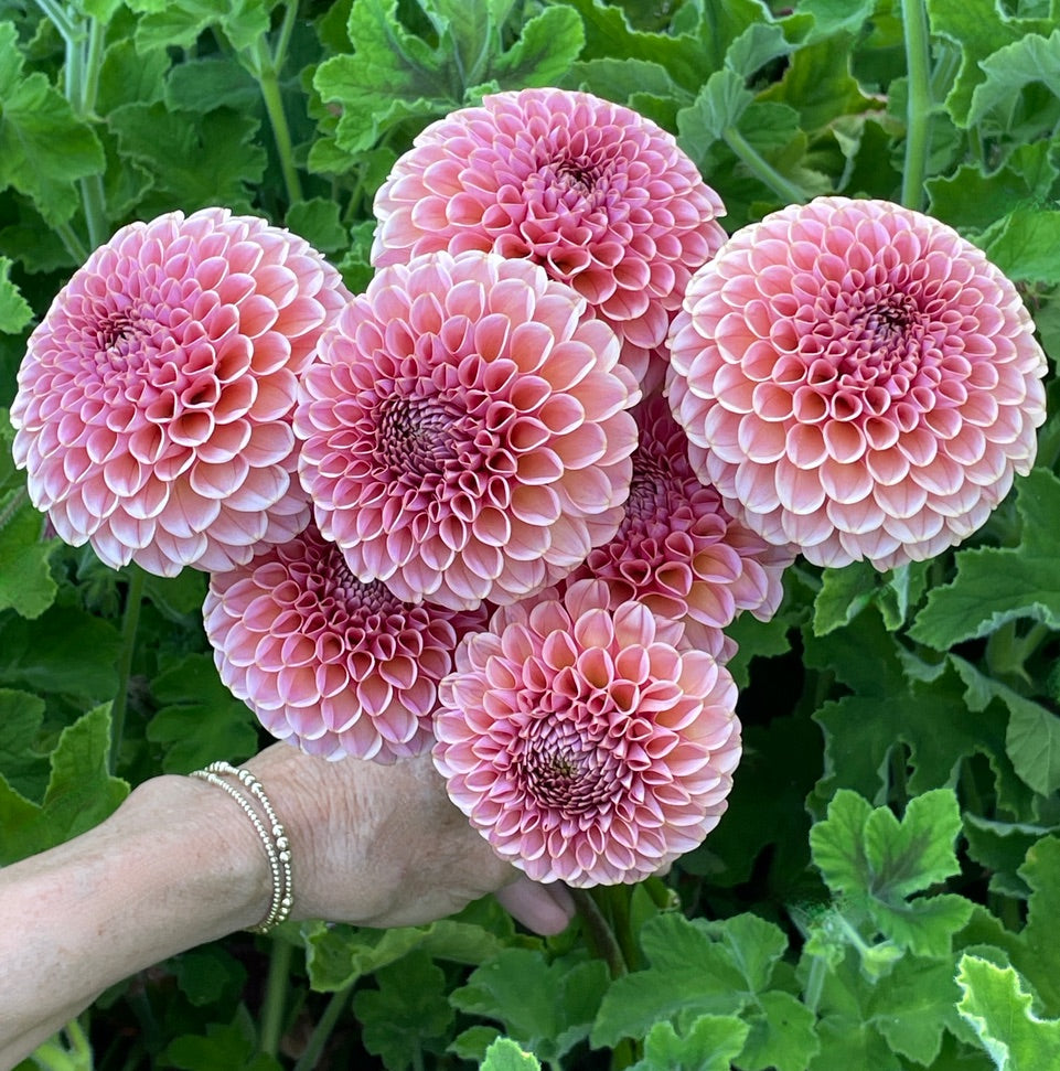 Dahlia 'KA’s® Boho Rose' - rooted cutting
