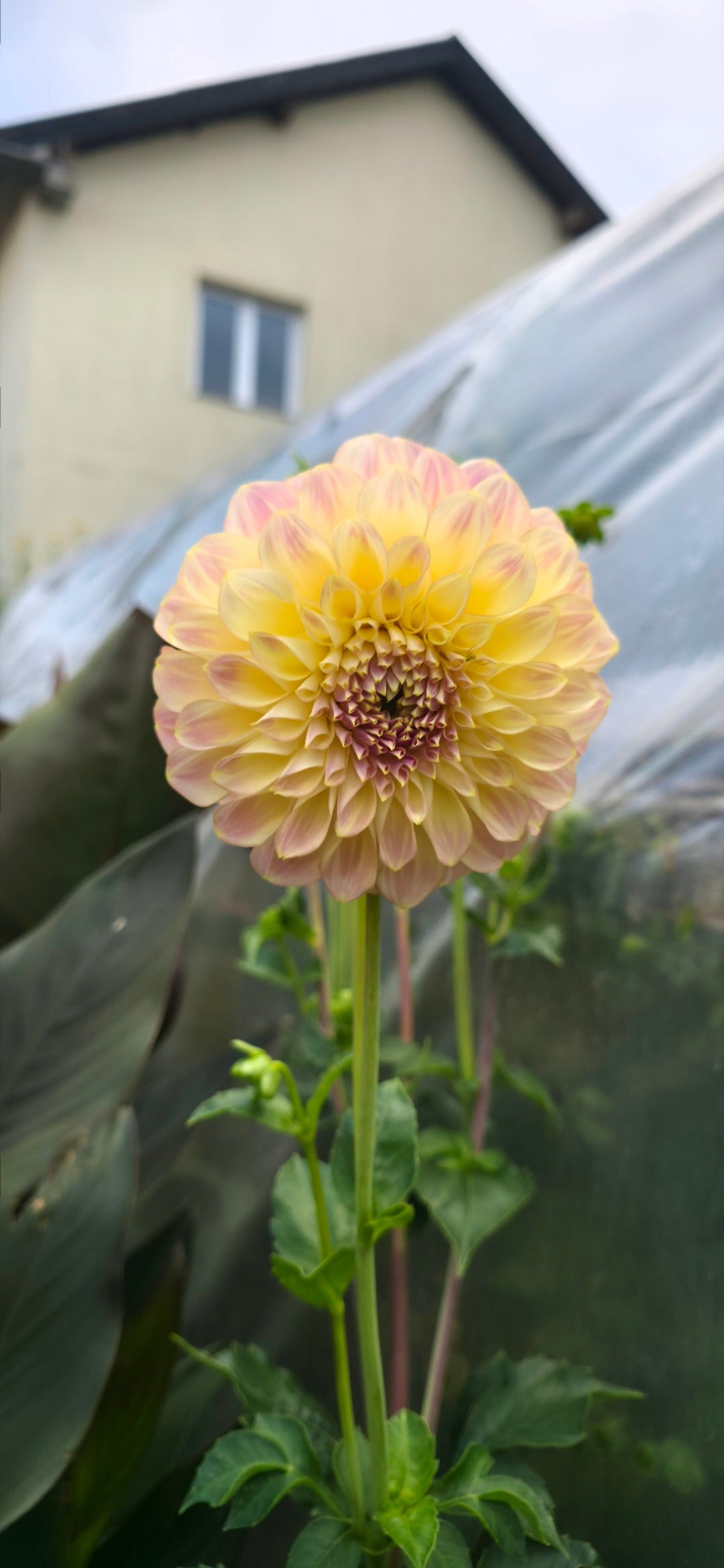 Dahlia 'Coorabell Moonglow' - rooted cutting