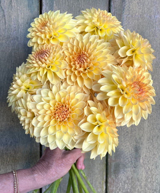 Dahlia 'KA’s® Apricot Kiss' - rooted cutting