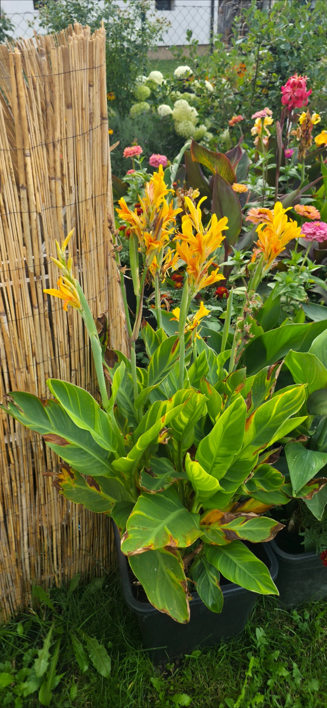 Canna 'Leigh Sunset'